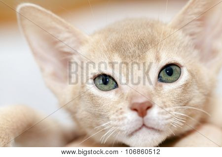 Abyssinian kitten . color fawn