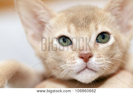 Abyssinian kitten .  fawn