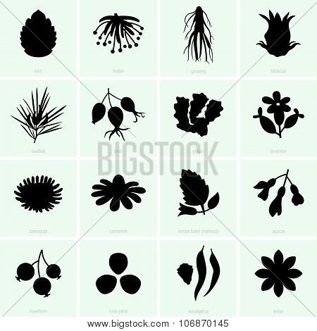 Herbal tea ingredients