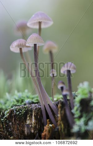 Magic mushrooms toadstool on a rotting tree stump