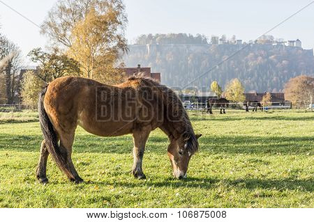 Heavy Draft Horse Eating It's Grass