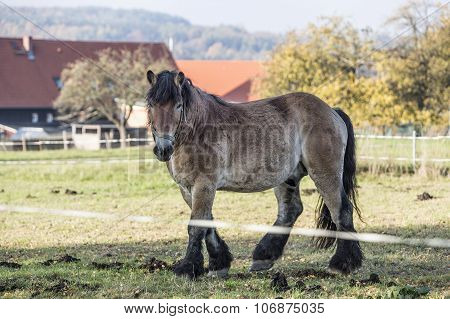 Heavy Draft Horse Eating It's Grass
