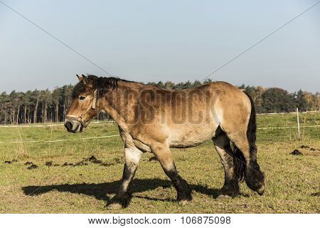 Heavy Draft Horse Eating It's Grass