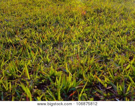 Grasses on Field in Morning