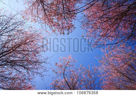 Wild Himalayan Cherry