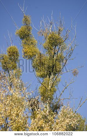 Mistletoea and blue sky background
