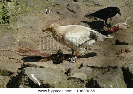 Egyptiske Grib (Neophron percnopterus)