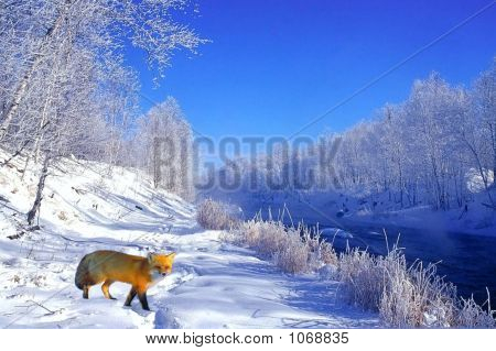 Røde ræv og Hoar Frost