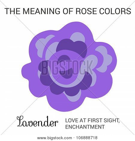 Lavender rose infographics
