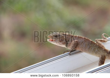 Lizard on window