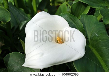 Closeup of a Zantedeschia aethiopica