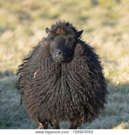Hebridean Ewe in a Field