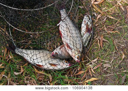 Close Up View Of The Several Roach Fish Just Taken From The Water In Fishing Net.