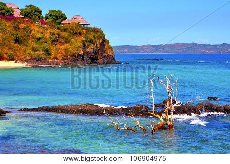 Andilana Beach Seaweed  Indian