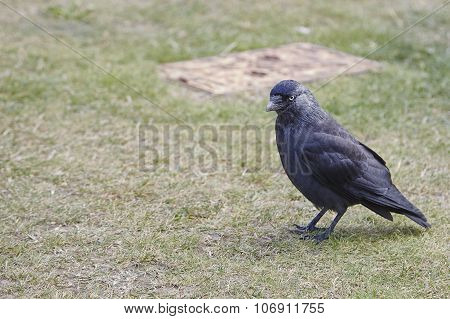 Jackdaw