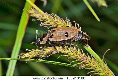 Beetle (silphidae)