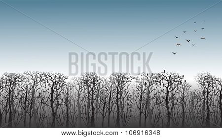 Line Of Trees On The Horizon