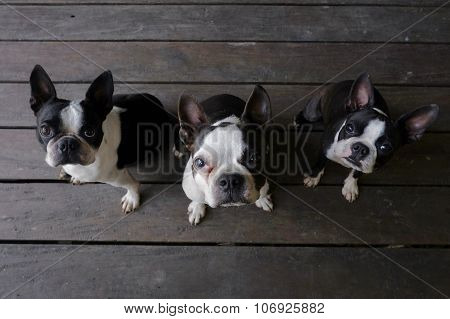 3 boston terrier dogs sit on wood floor and look at camera