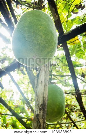 Fresh Of Green Winter Melon On The Tree