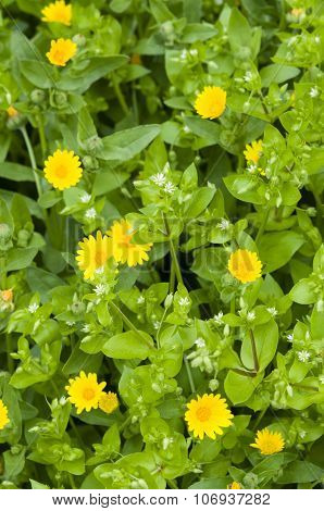 Chickweed, White Flowers And Yellow Daisies