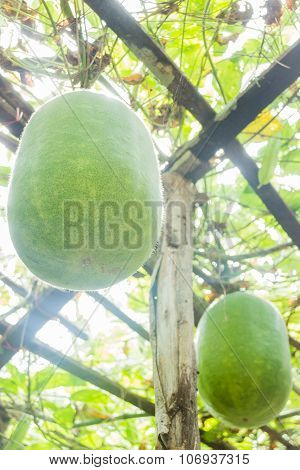 Fresh Of Green Winter Melon On The Tree