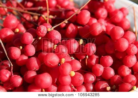 Harvest Of Red Schizandra