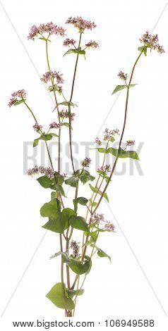 Buckwheat
