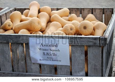 Butternut Squash