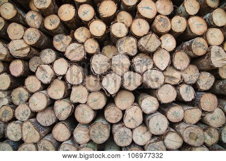 log wood