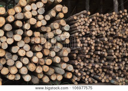 log wood