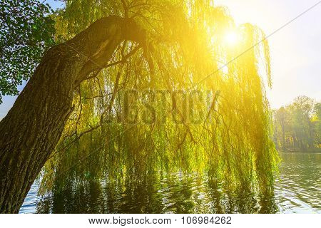 Branches Of Willow Tree Above Lake