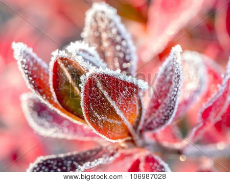 Closeup of barberry leaves covered with morning frost