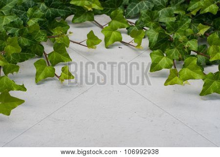 Conrete Wall With Green Ivy