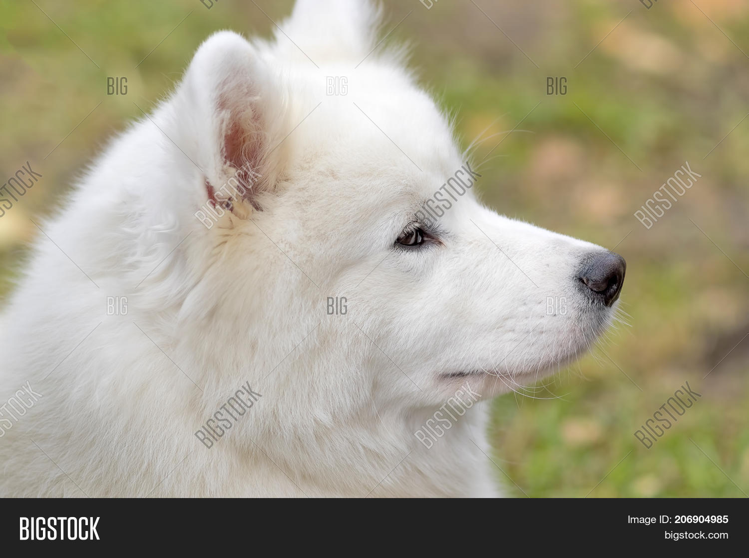 oldest samoyed
