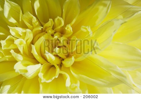 Gelb Dahlia
