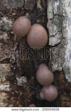 Mushrooms (slime mould Lycogala epidendrum) on an old stump