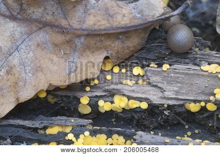 Mushrooms (slime mould Lycogala epidendrum and Bisporella citrina) on an old stump