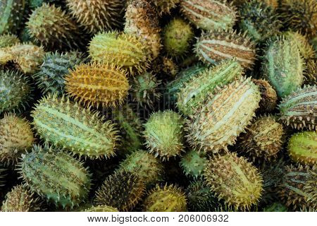 Exotic Cucumbers