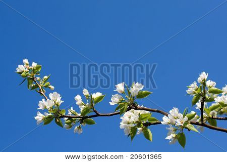 Bloeiende Apple