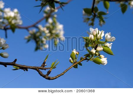 Bloeiende Apple