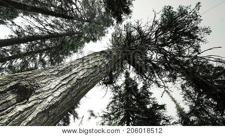 Middle Urals Russia Trees in Tayga near Konzhak Mountain