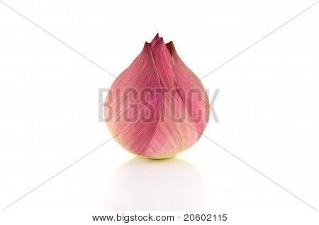 Flor de loto
