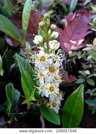 White Cherry Laurel Flower in the Garden