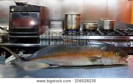 Amberjack fish in pro kitchen on stainless steel table