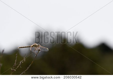 dragonfly on a background of mountains . In the park in nature