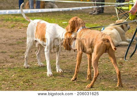 Two hunting dogs sniff each other during their acquaintance. Space under the text. 