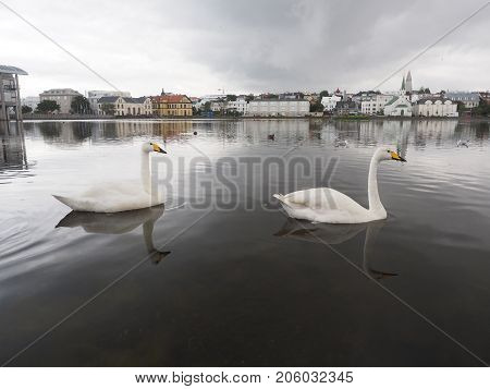 Swan swimming at Reykjavik pond in Iceland
