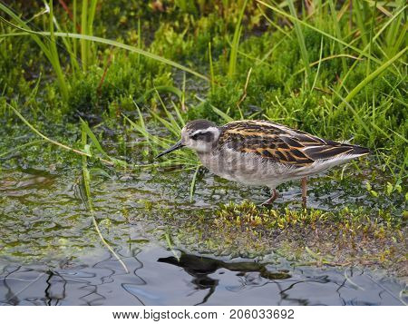Phalaropus lobatus in the swamp, Lamdmannalaugar valley, Iceland