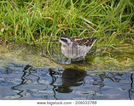 Phalaropus lobatus in the swamp, Lamdmannalaugar valley, Iceland