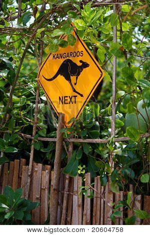 Kangoeroes volgende